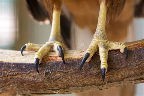 eagle claws royalty  stock photo image