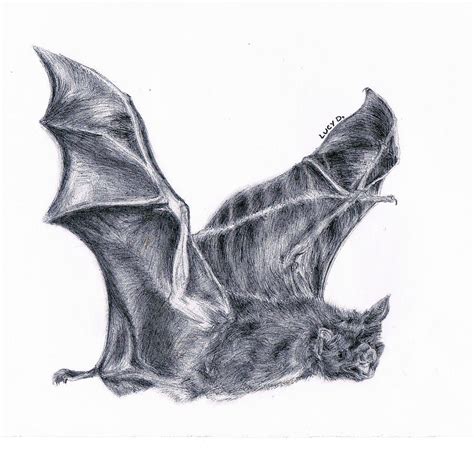 bat drawing  lucy  fine art america