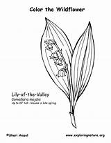 Coloring Lily Valley Exploringnature sketch template