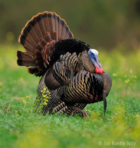 Strutting Spitting And Drumming Defined Mossy Oak