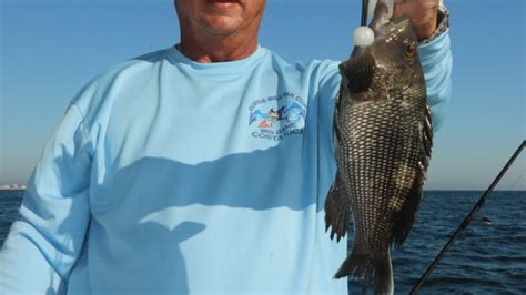 Federal And State Waters North Of Cape Hatteras Open For Black Sea Bass