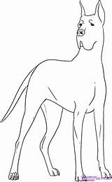 Dane Great Coloring Pages Dog Drawing Draw Clipart Mastiff Step Google Colouring Popular Coloringhome Library Print Gemt Comments Fra sketch template