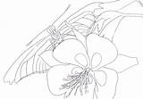 Butterflies Coloring Corresponding Photograph Without Also sketch template
