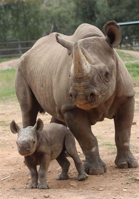 black rhino archives animal fact guide