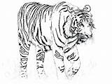 Tiger Coloring Pages Realistic Drawing Lsu Tigers Color Getdrawings Getcolorings Printable sketch template