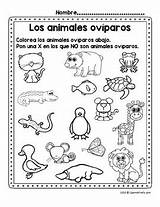 Animales Oviparos Los Oviparous Animals Spanish Subject sketch template