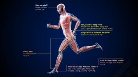 muscle groups    running muscles   jogging