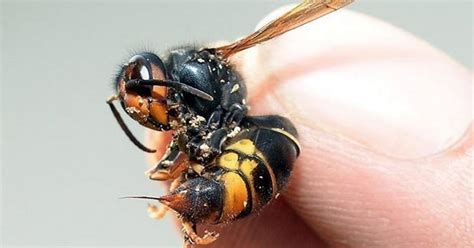 First Killer Asian Hornet Queen Found In Uk Amid Fears Of