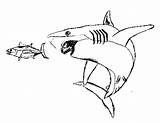 Colorat Rechin Planse Desene Requin Rechini Desenat Coloriages Fise Rechinul Educative Analytics Trafic Cuvinte Cheie sketch template