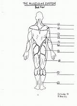Muscular Unlabeled Anatomy Anatomical Skeletal Labeled Diagrams Superficial Coloringhome Musculoskeletal Koibana Landmarks Unlabelled Organs Prevzatý článok sketch template