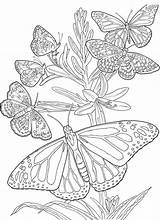Coloring Butterfly Pages Adults Butterflies Mandala Printable Adult Colouring Book Kids Print Color Flower Sheets Painting Reliable Bestappsforkids Getdrawings Choose sketch template