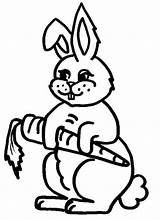 Kelinci Mewarnai Wortel Makan Sketsa Diwarnai Rabbit Mudah sketch template