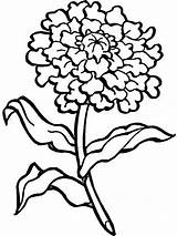 Marigold Fiori Carnation Clavel Vari Fiore Claveles Foglie Enredaderas Clipartmag Colornimbus sketch template