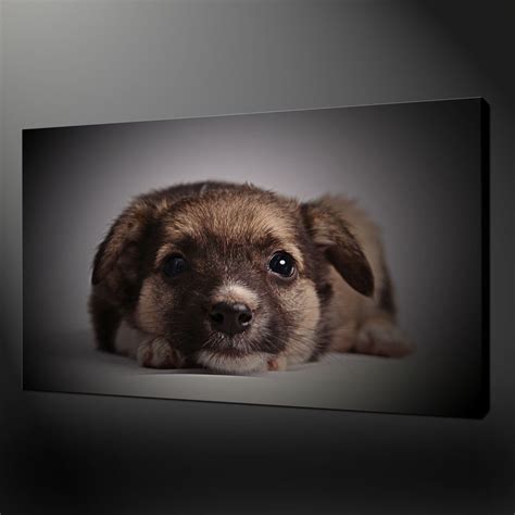 dog puppy animal canvas wall art pictures prints      uk p