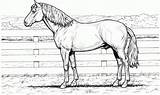 Cavalo Cavalos Desenhos sketch template