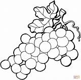 Coloring Grape Grapes Pages Library Clipart Kids sketch template