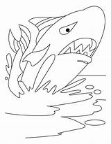 Coloring Whale Pages Giant Jive Style Water Animals Colouring Kids Animal sketch template