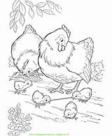 Mewarnai Chickens Ayam Gallina Paud Pollitos Tk Berbagai Temukan Aneka Bisa Anda Honkingdonkey sketch template