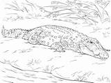 Cocodrilo Crocodile Saltwater Estuario Realista Imprimir sketch template