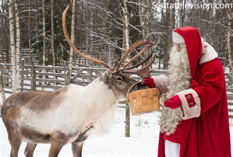 santa claus feeding reindeer in santa claus village in rovaniemi