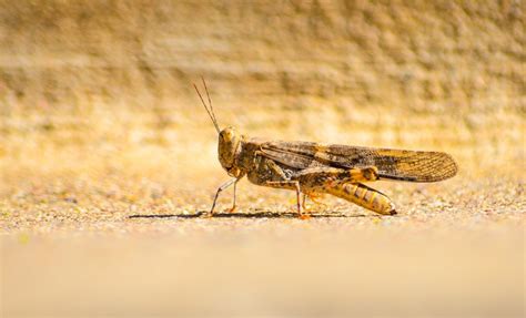 grasshopper posing  arizona arizona adventure arizona poses