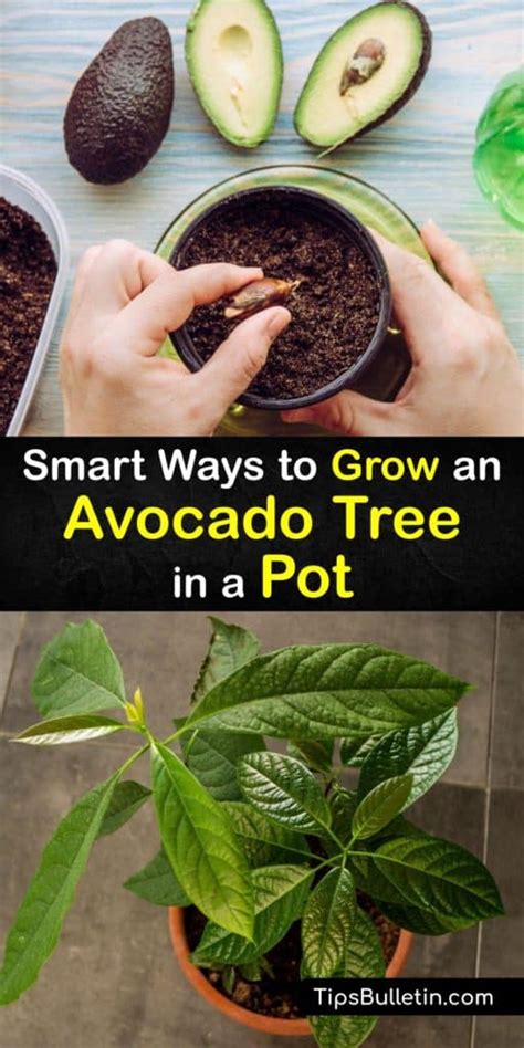 Growing Avocados In Pots Tips For Planting Avocado Trees In A Container