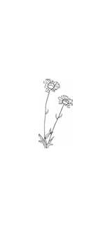 Blanketflower Clker Clip Small Common Coloring sketch template