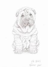 Pei Shar Sharpei sketch template