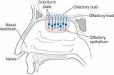 Olfactory Nasal Cavity Olfaction Epithelium Cribriform Respiratory Humans Sagittal sketch template