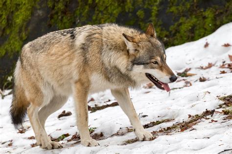 eurasian wolf canis lupus lupus image