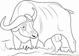 Buffalo Coloring African Pages Cartoon Kids Drawing Asiatic Color Printable Coloringpages101 Getcolorings Designlooter Getdrawings Print 84kb sketch template