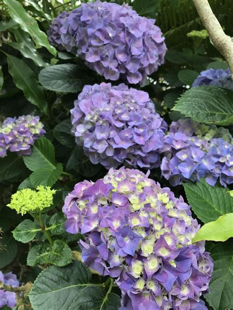 purple hydrangea   yard gardening garden diy home flowers