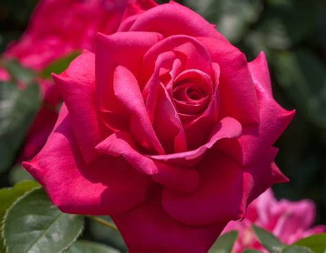 american beauty star roses  plants