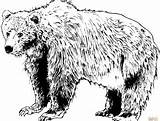 Kodiak Bear Coloring 78kb 220px sketch template