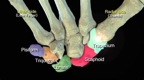 funky anatomy exam questions carpal  hand bones hand bone anatomy