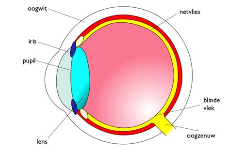 het oog wikiwijs maken