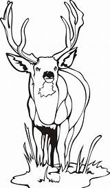 Coloring Deer Mule Popular sketch template