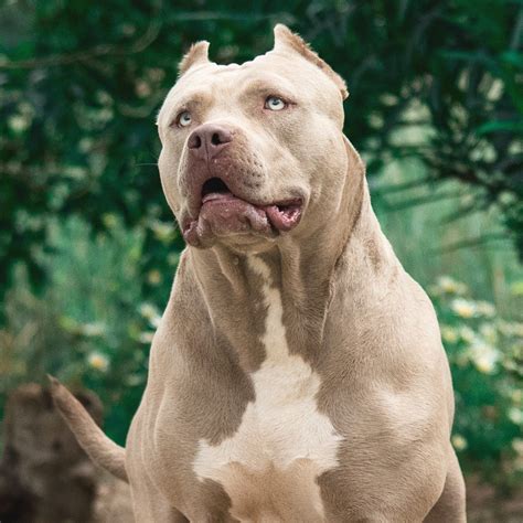 excited xxl american bully kennels picture  bleumoonproductions