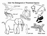 Endangered Coloring Animals Species Animal Pages Kids Activities Sheets Extinct Nature Activity Names Printable Rainforest Colouring Exploring Pdf Science Zoo sketch template