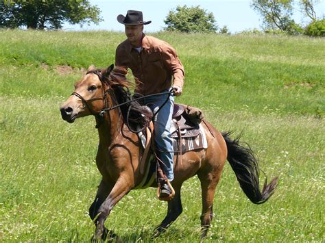 images farm countryside country male rider rein stallion