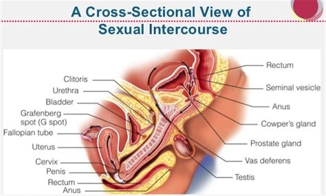 medical health penis penetrate cervix amateur xxx photos