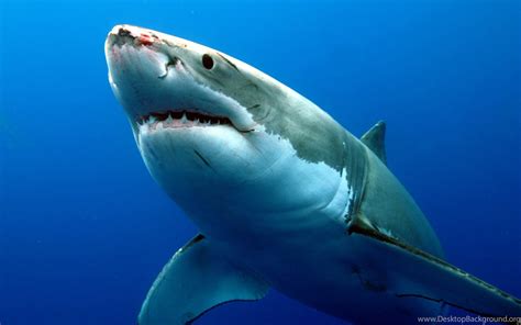 Great White Shark Photo And Wallpaper Cute Great White
