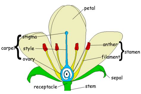 gcse biology structure of a flower