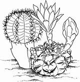 Cactus Coloring Pages Flower Desert Big Plants Animals Print Printable Getcolorings Button Through Getdrawings Color Grab Easy Also Kids Size sketch template