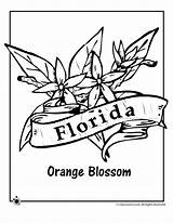 Florida Flower Coloring State Pages Printable Kids Orange Woojr Woo Jr Activities Adult Flag sketch template