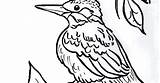 Kingfisher Coloring sketch template