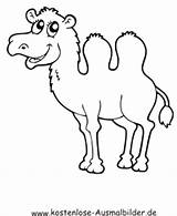 Kamel Kamele Ausmalbild Ausmalen Ausdrucken Geburtstagskalender Kita Transportmittel Kunstwerke Snoppy Onlycoloringpages Pinnwand Kaynak sketch template