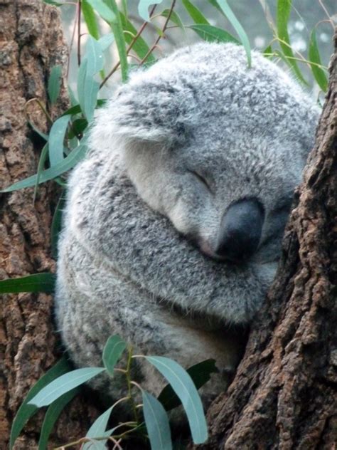 baby koala sleeping