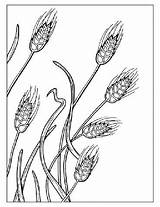 Wheat Pages Bread Colouring Size sketch template