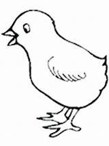 Chick sketch template
